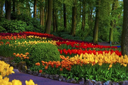 Colorful Corner Keukenhof Tulips Garden 3 by Jenny Rainbow Fine Art art print
