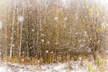 First Snowflakes by Jenny Rainbow Fine Art art print
