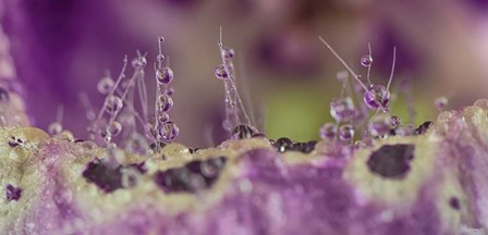 Digitalis 1 by Gordon Semmens art print