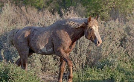 Mustangs of the Badlands 7 by Gordon Semmens art print