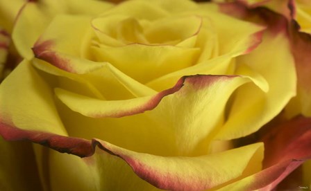 Yellow and Red Rose 2 by Gordon Semmens art print