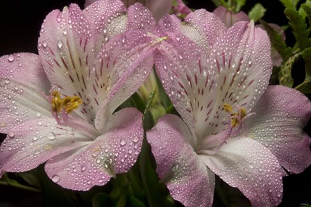 Pink Alstroemerias 4 by Gordon Semmens art print
