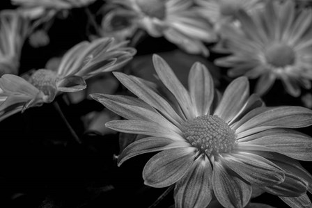 Pink Daisies B&amp;W 1 by Gordon Semmens art print