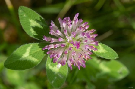 Lake Superior, North Shore 6 by Gordon Semmens art print