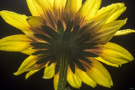 Flower 2 by Gordon Semmens art print